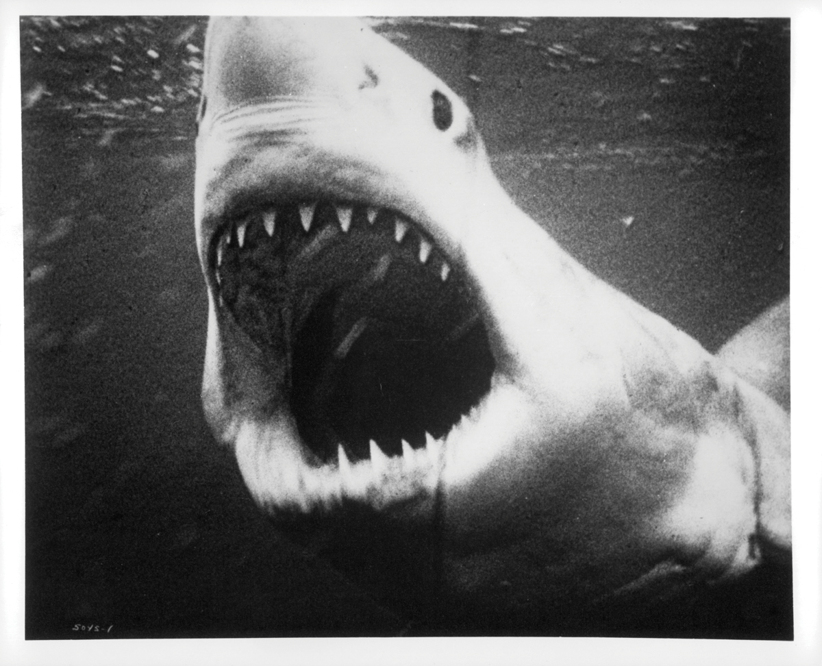 Close-up of a great white shark's mouth wide open with teeth flaring.